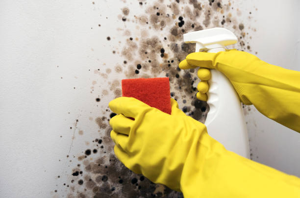 Berry College, GA Mold Removal Company