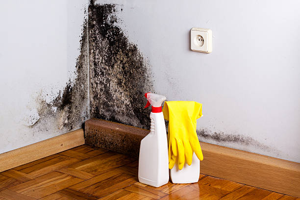 Best Emergency Mold Removal  in Berry College, GA