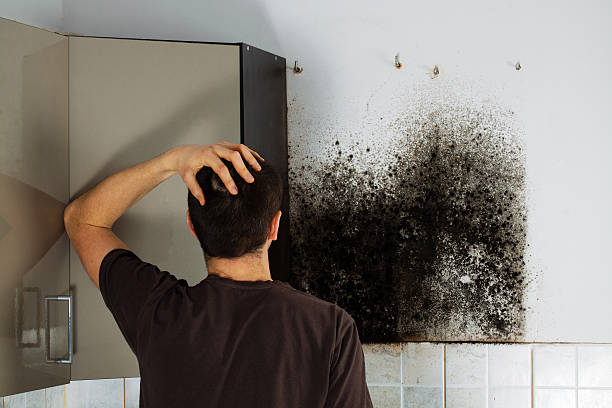 Certified Mold Removal in Berry College, GA